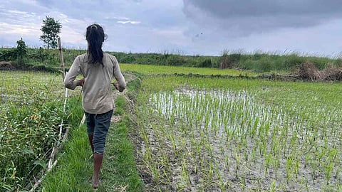 जलवायु परिवर्तन के कारण फरवरी में तापमान बढ़ने का असर रबी की फसलों पर पड़ रहा है।