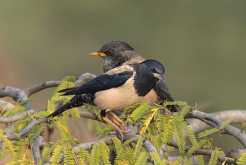 थूथुकुडी के नमक के खेतों में बारिश का पानी भरने से बनी खारी झीलों में प्रवास के लिए आ पहुंचे लाखों&nbsp;रोजी स्टार्लिंग पक्षी।&nbsp;