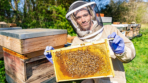 कई कंपनियां अब कर्मचारियों को तनाव मुक्‍त करने और&nbsp;मधुमक्खियों की टीम वर्क की भावना से प्रेरित करने के लिए कार्यालय परिसर में मधुमक्‍खी के छत्‍तों को रख रही हैं।&nbsp;