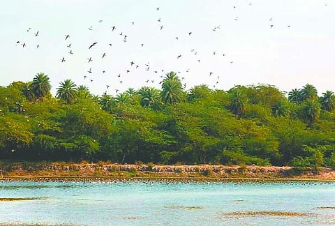 उत्‍तर प्रदेश के एटा जिले के जलेसर के पास स्थित पटना पक्षी विहार को हाल ही में  रामसर साइट घोषित कर दिया गया है।