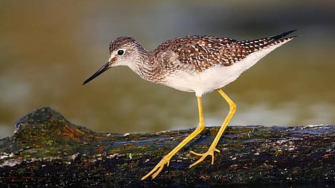 लेसर येलो लेग सिग पक्षी&nbsp;