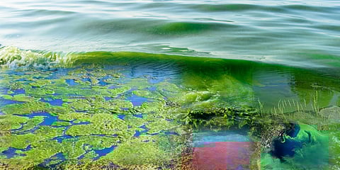 शैवाल से तेल बनाने से पेट्रोल व डीजल जैसे जीवाश्‍म ईंधनों पर निर्भरता घटाई जा सकती है, जो पर्यावरण के लिए लाभकारी होगा।&nbsp;