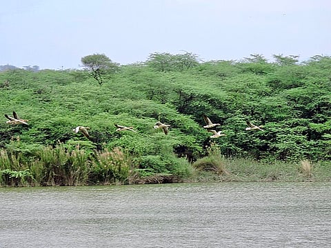 चंडीगढ़ की लाइफलाइन कही जाने वाली सुखना लेक का जल स्‍तर तेजी से गिर रहा है, जिससे झील के सूखने का खतरा पैदा हो गया है।