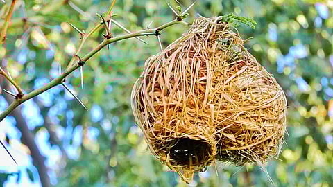 पर्यावास (Habitat Meaning and Definition in Hindi)