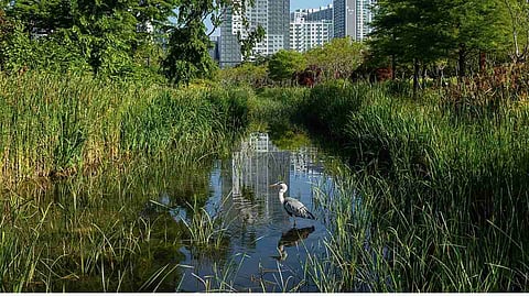 ग्रे वाटर का हिंदी में अर्थ (Grey Water Treatment Meaning in Hindi)