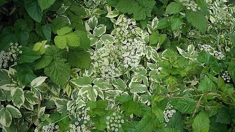 खरपतवार अर्थ और परिभाषा (Weed Meaning and Definition in Hindi)