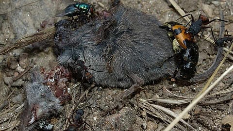 मृतजीवी या पूर्तिजीवी (Saprophyte) क्या है? अर्थ, परिभाषा और प्रकार