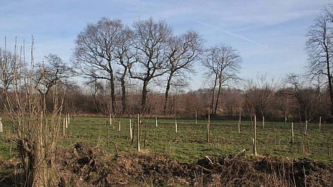 वनीकरण (Afforestation) क्या है? अर्थ, परिभाषा और पर्यावरण पर प्रभाव
