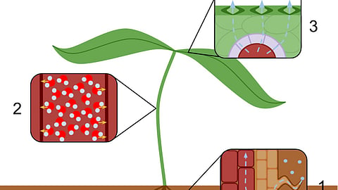 वाष्पोत्सर्जन (Transpiration) क्या है? अर्थ, परिभाषा और महत्व