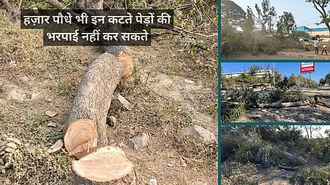 भोपाल-अयोध्‍या बायपास पर पेड़ों का हाल