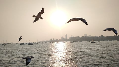 सीगल चिड़‍िया की कई प्रजातियाँ समुद्र तटों, रेतीले टापुओं, द्वीपों और तटीय आर्द्रभूमियों में घोंसले बनाती हैं। समुद्री हीटवेव के कारण इनकी नेस्टिंग प्रभावित हो रही है।