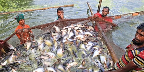 भारत में बड़े पैमाने पर मछली पालन और आहार के रूप में इनका उपयोग होता है। पर इनके शल्‍क और कांटों को फेंक दिया जाता है। भारतीय वैज्ञानिकों की एक नई खोज से अब इस कचरे का इस्‍तेमाल चिकित्‍सा में हो सकेगा।&nbsp;