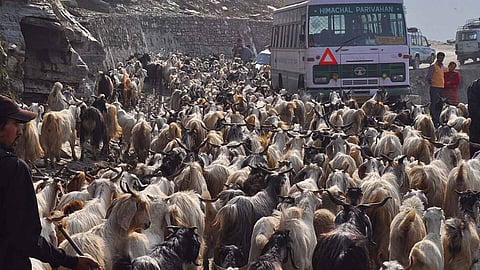 मौसमी/ऋतु प्रवास (Transhumance) क्या है? अर्थ, परिभाषा, प्रकार और महत्व

