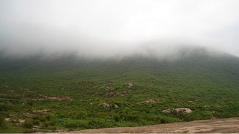 मानसूनी वन क्या है? परिभाषा, विशेषताएं और महत्व