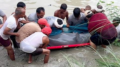 यूपी के महराजगंज जिले में नहर में फंसी&nbsp;गर्भवती गंगा डॉल्फिन को जांच के लिए पकड़ा गया। बाद में उसे एक&nbsp;52 किमी लंबा सुरक्षित ग्रीन कॉरिडोर बना कर राप्‍ती नदी तक पहुंचने का इंतज़ाम किया गया।&nbsp;