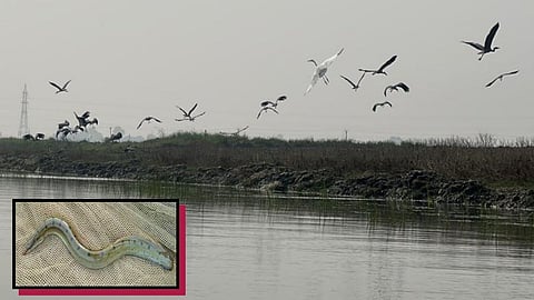 बिहार की गोगा बिलझील, इन्सेट में बामी मछली&nbsp;