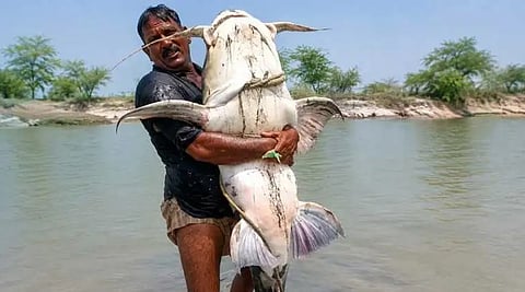 नेपाल की बाढ़ के बाद गंडक नदी के जरिये बिहार तक आ गईं थाई मांगुर और अफ्रीकन कैटफिश जैसी आक्रामक प्रजातियों की मछलियां, जिन्‍हें पकड़ कर बाजारों में बेचा जा रहा है।