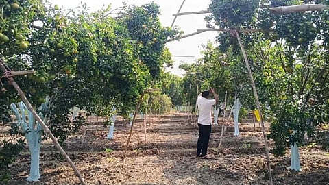 जब मौसम ने बदला खेती का कैलेंडर, किसान ने खेत को बना लिया प्रयोगशाला