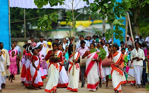करम वृक्ष की डाल को पूजा स्‍थल पर ले जाती हैं आदिवासी समाज की महिलाएं, जिसके बाद इसकी पूजा&nbsp;के साथ शुरू होता है करमा पर्व के अनुष्‍ठानों का सिलसिला&nbsp;