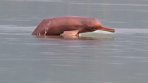 गंगा नदी डॉल्फिन : भागीरथी नदी, पश्चिम बंगाल