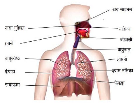 कैसे लेते हैं हम सांस? जानिए श्वसन प्रक्रिया कैसे काम करती है?
