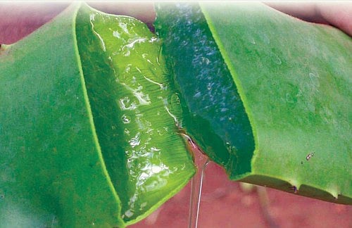agave conditioner Maui Moisture: Strength & Anti-Breakage Condtioner  Beauty Depot O-Store