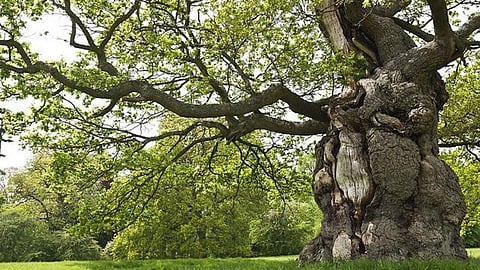 एक जिंदगी वृक्षों के नाम प्रकृति सहचरी वंगारी मथाई,Pc-one earth