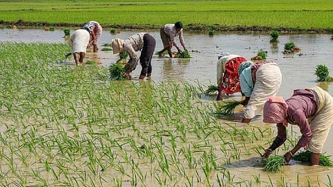 पानी से भरे खेत में पारंपरिक विधि से धान की रोपाई करते श्रमिक।