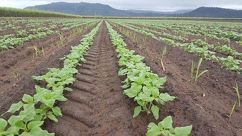 उप-सतही ड्रिप फर्टिगेशन प्रणाली Pc-कृषि जागरण 