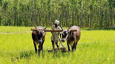 सतत कृषि विकास के लिए प्रौद्योगिकी, फोटो क्रेडिट:विकिपीडिया