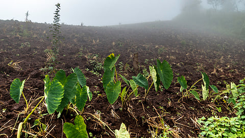 मृदा उर्वरता संबंधी बाधाएं एवं उनका प्रबंधन,फोटो क्रेडिट:- IWP Flicker