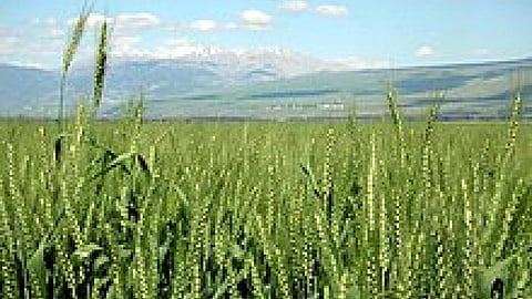 जुडियन डेजर्ट में फसलों से लहराते खेत