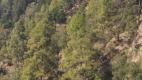 वृक्षों के आक्रामक प्रजातियों से मानव और वन को खतरा,Pc-चरखा फीचर