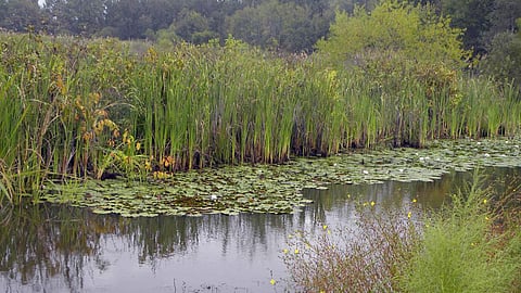 भारत में आर्द्रभूमियाँ