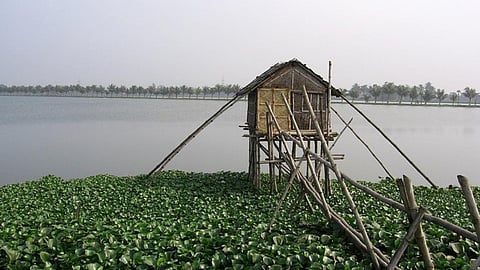 संकट में ईस्ट कोलकाता वेटलैंड्स