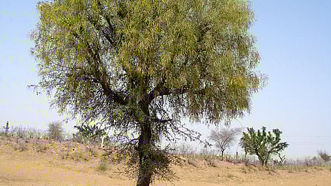 खेजड़ी