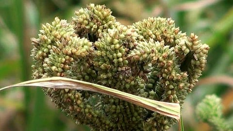 मंडुआ (कोदो)