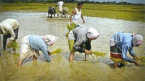 धान की रोपाई करते किसान