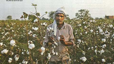 कपास के खेत विदर्भ के किसानों के लिये मौत का कारण बन रहे हैं
