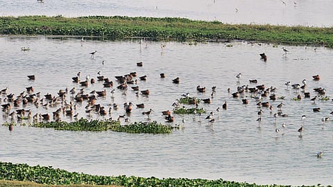 नजफगढ़ झील कभी चिड़ियों का विहार था