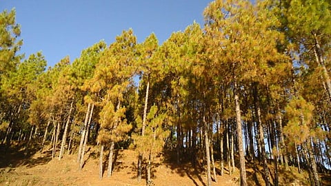 पहाड़ी संस्कृति के बिखरने का कारण बनेगा चीड़