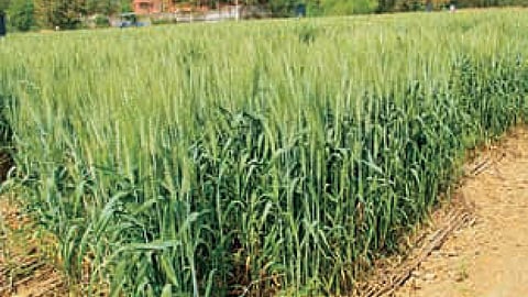 शुष्क तथा अर्द्ध-शुष्क क्षेत्रों में पैदावार बढ़ाने की तकनीक