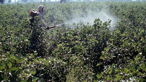 कीटनाशकों के हवाले दिनचर्या