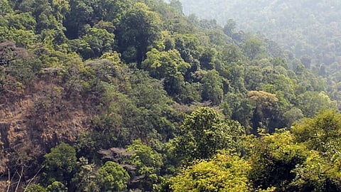 भारतीय वन सेवा (Indian Forest Service)