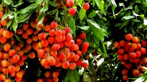 केंचुए गोबर को खाद के रूप में परिवर्तित करते