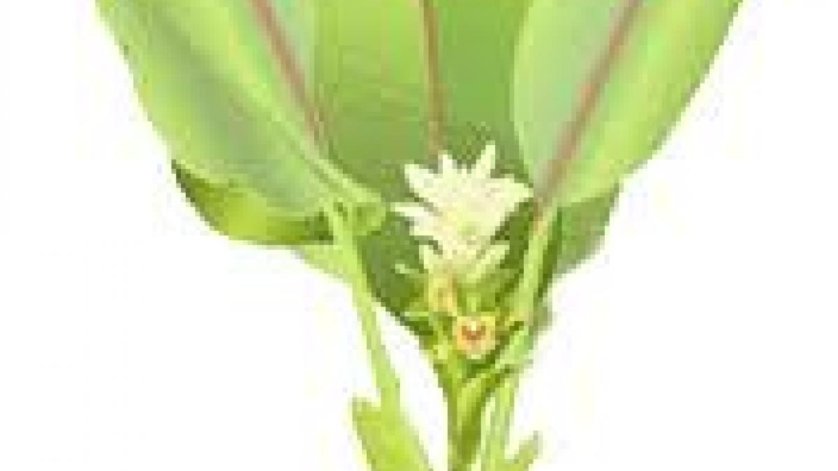 हल्दी : प्रकृति का अमूल्य औषधीय वरदान (Haldi : a precious medicinal boon of nature)