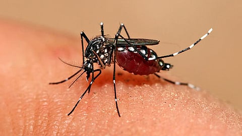 Aedes Aegypti