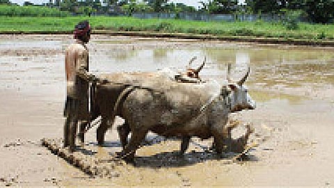 किसान