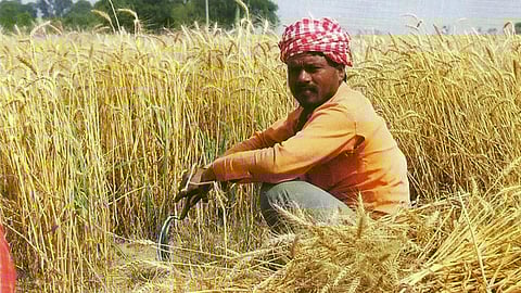 Agriculture