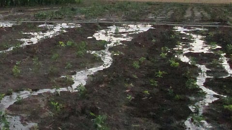 Agriculture